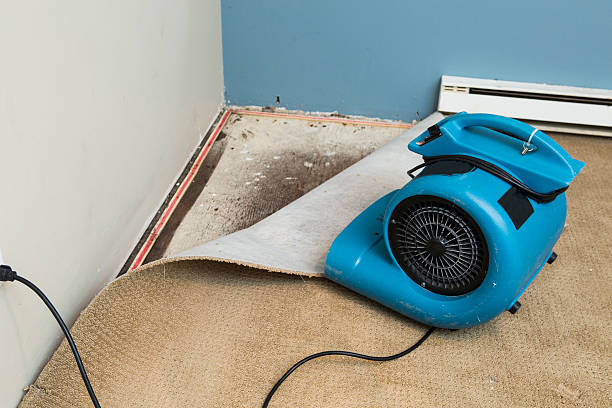 Best Basement water damage restoration  in Chillum, MD